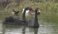 /album/aquaticos1/cisne-preto2-jpg/